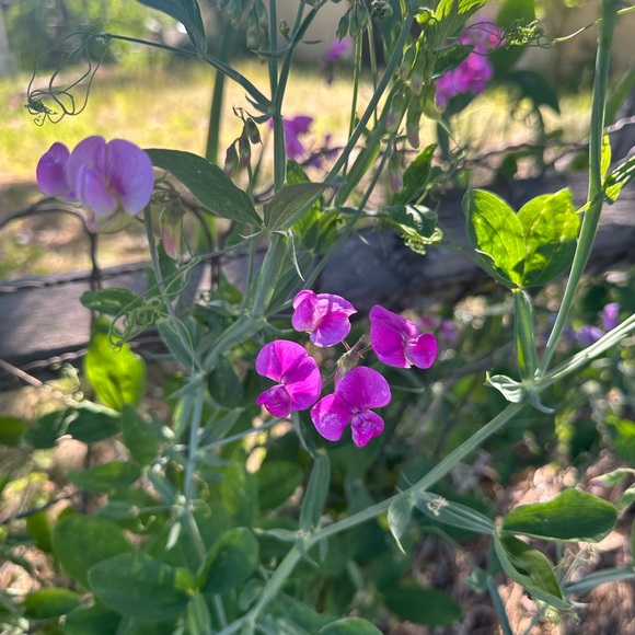 Howdy! - Picture 3 of 7